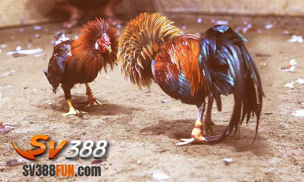 Điều khoản và điều kiện của Giải thưởng Onbet – Hướng dẫn hoàn toàn minh bạch - Onbet